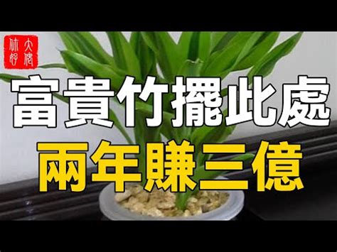 開運竹功效|【發財竹】看過來！貼心懶人包，新手也能輕鬆養出旺財招運發財。